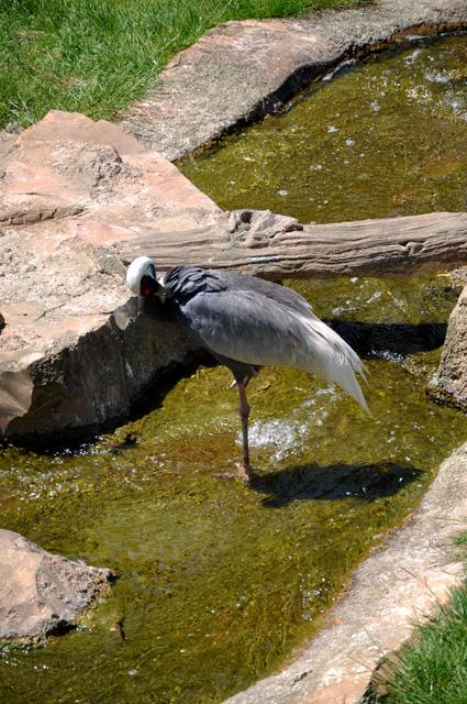 min 2013 07 06 beauval 257